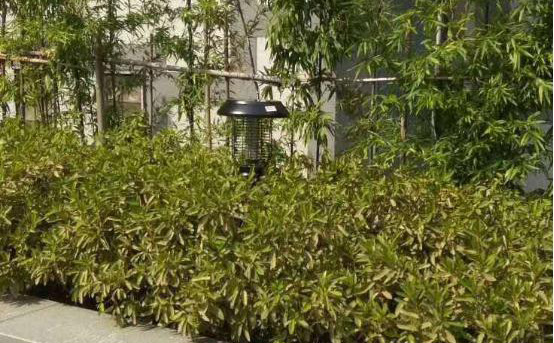 小區物業安裝太陽能滅蚊燈除蚊